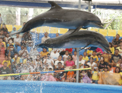 Dolphins Show VVIP Seat