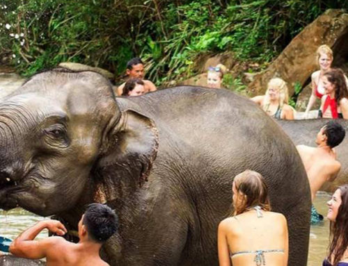 elephant jungle sanctuary Phuket Afternoon Visit