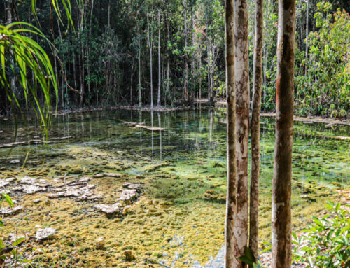 Early Bird Jungle Tour to Emerald Pool & Krabi Hot Springs From Krabi