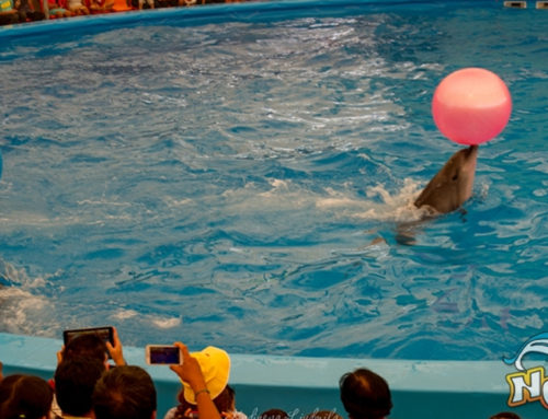 Dolphins Show VIP Seat