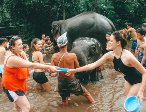 elephant jungle sanctuary Phuket Morning Visit