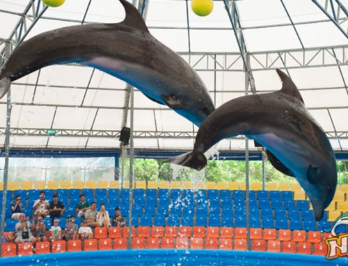 Dolphins Show Regular Seat